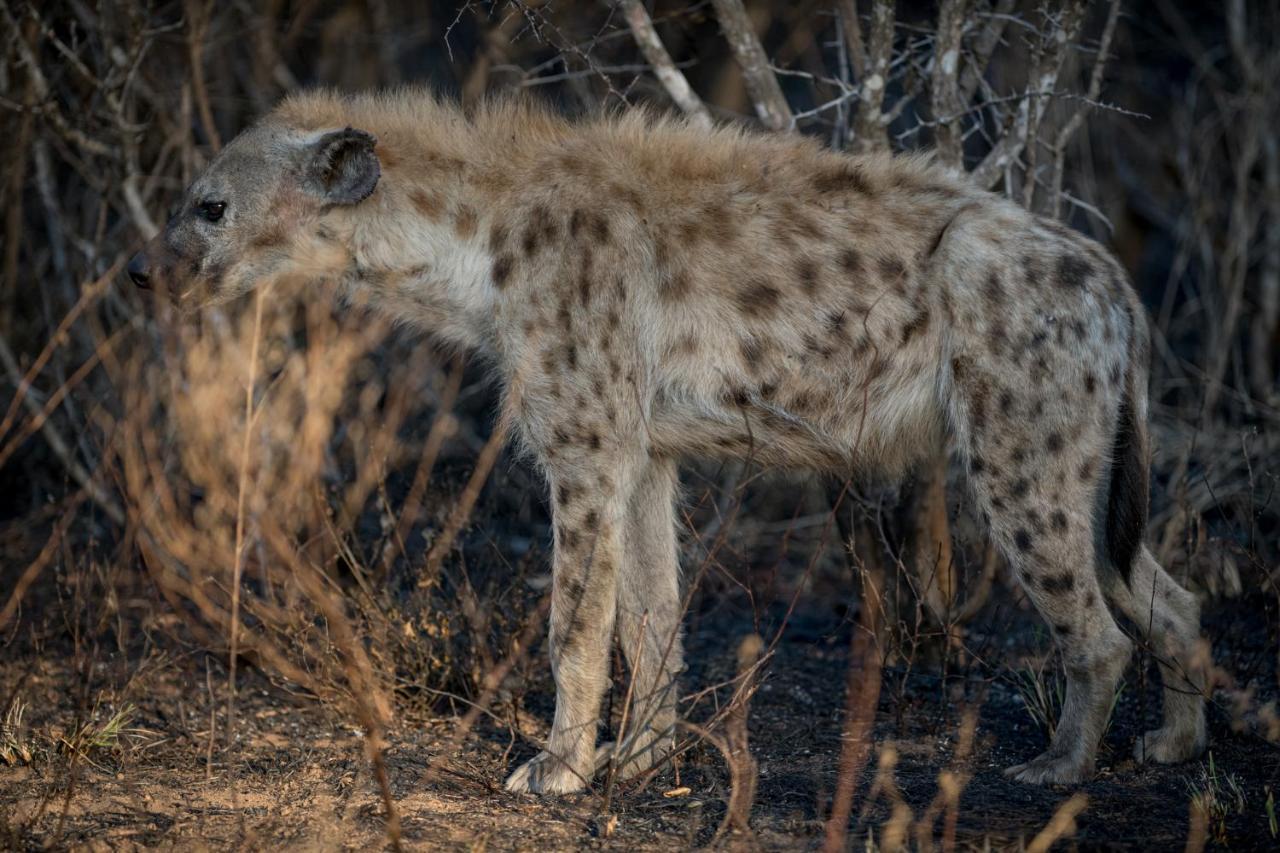 Nkuhlu Tented Camp Skukuza Luaran gambar