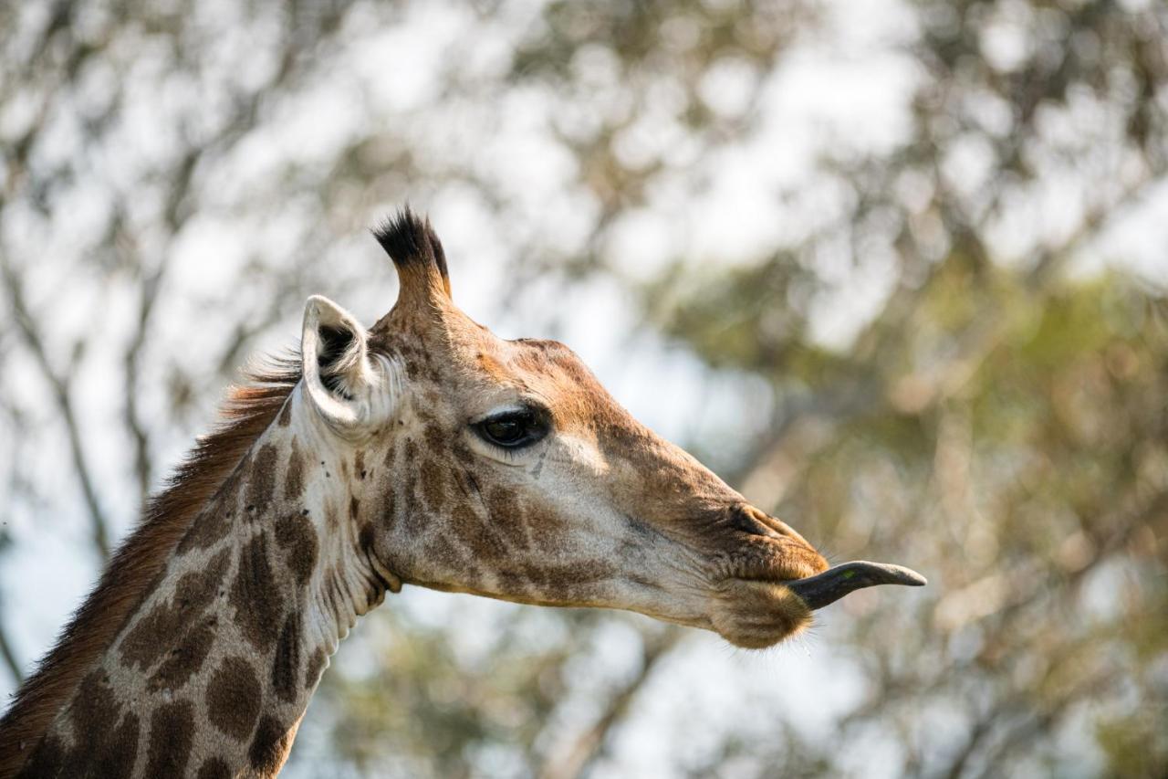 Nkuhlu Tented Camp Skukuza Luaran gambar