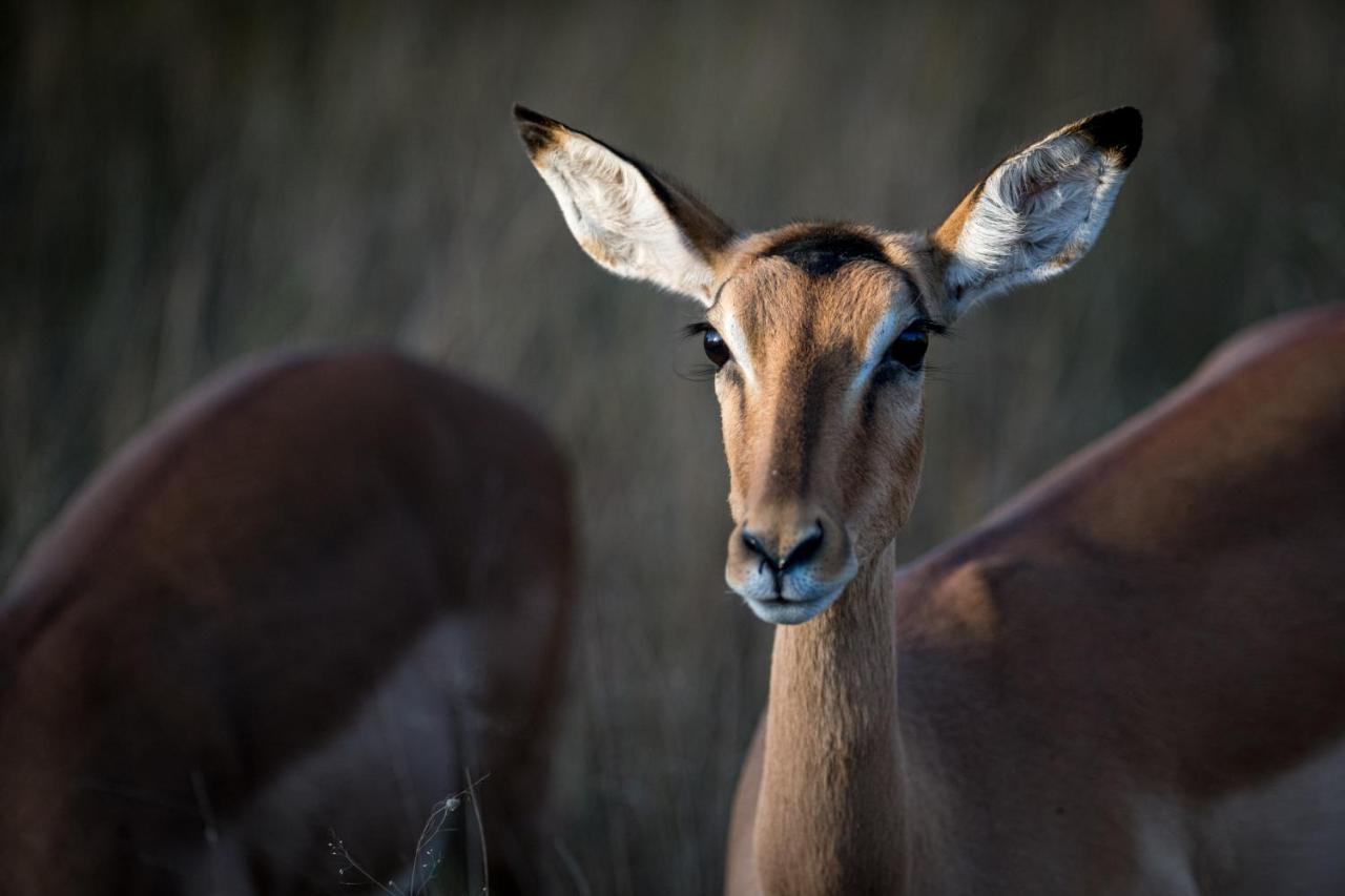 Nkuhlu Tented Camp Skukuza Luaran gambar