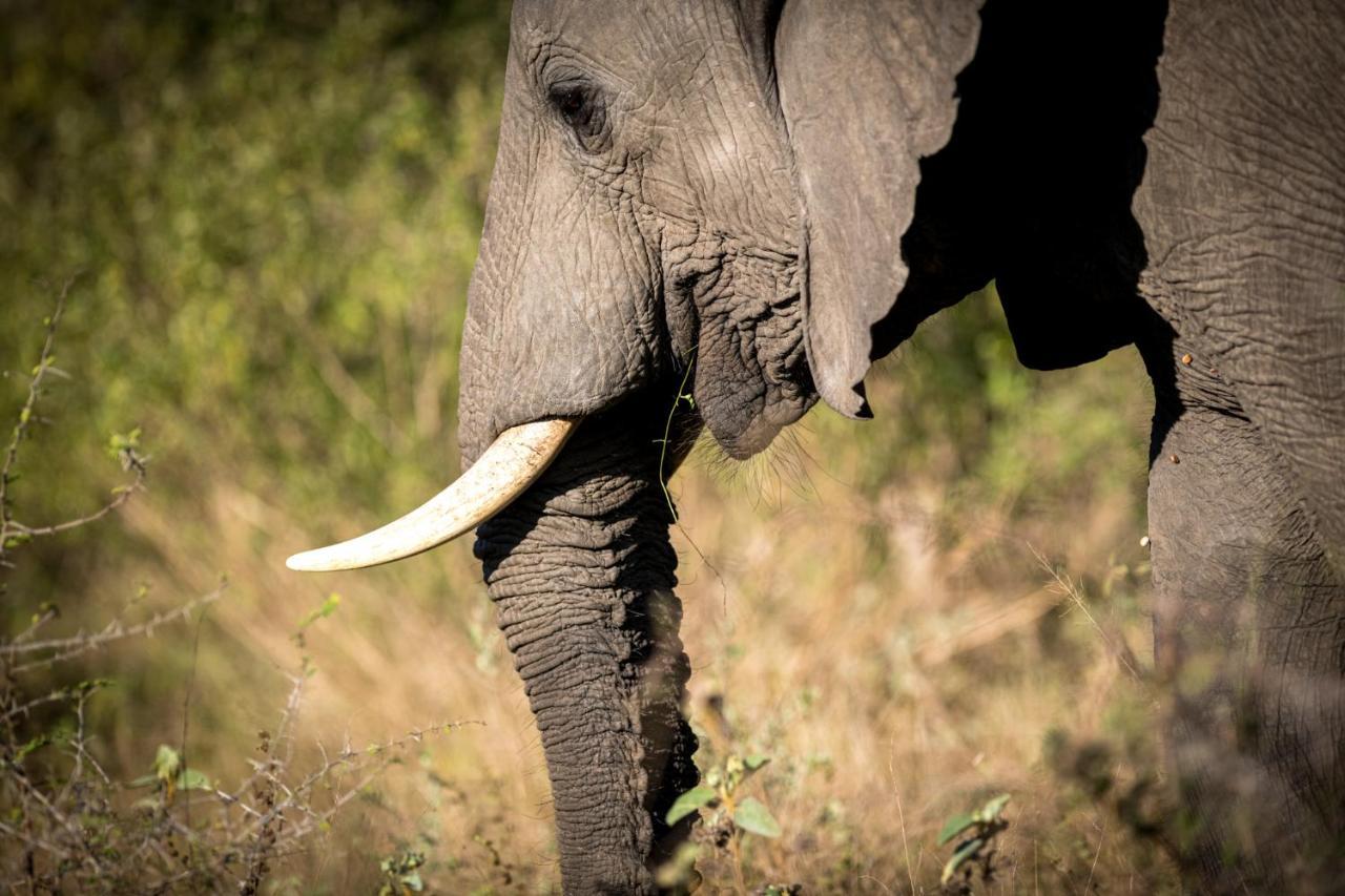 Nkuhlu Tented Camp Skukuza Luaran gambar