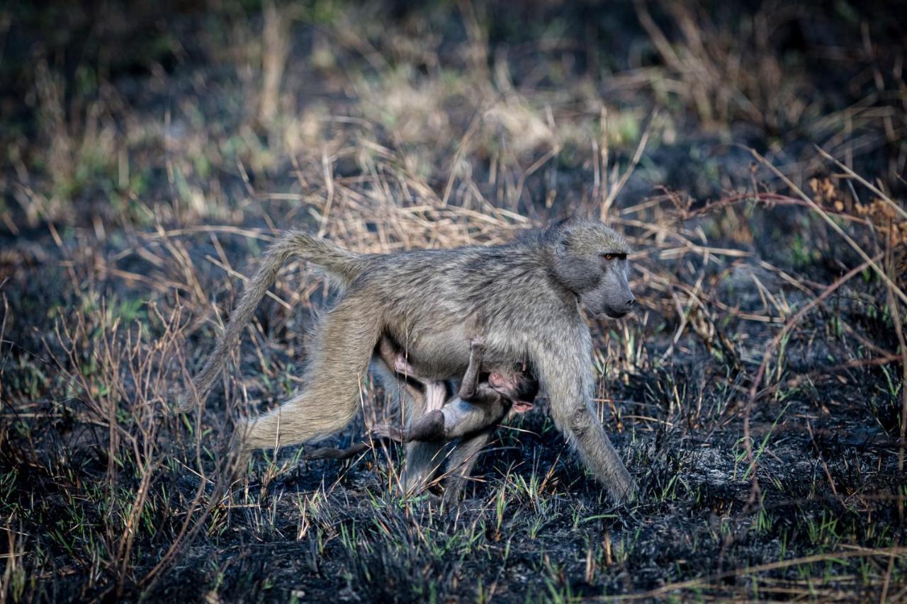 Nkuhlu Tented Camp Skukuza Luaran gambar