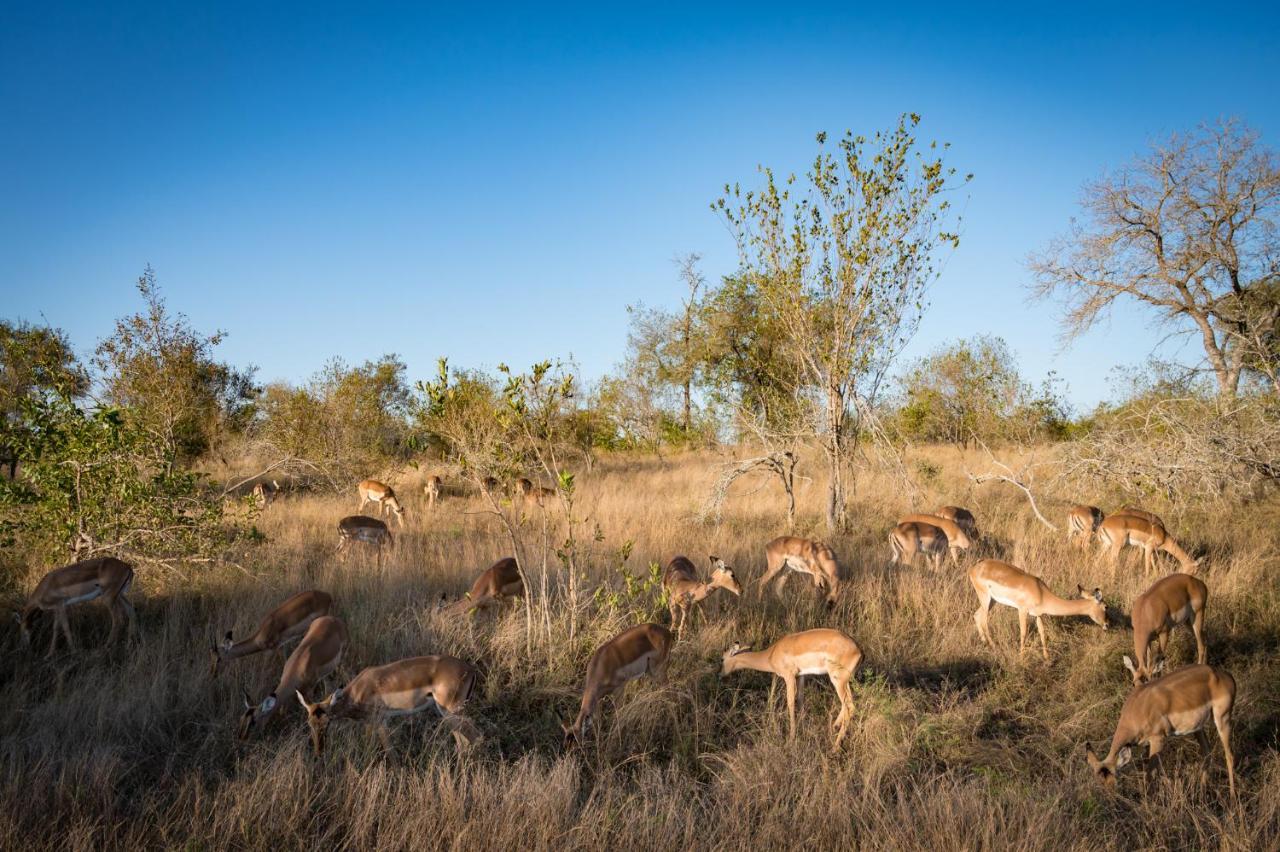 Nkuhlu Tented Camp Skukuza Luaran gambar